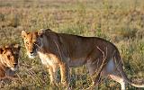 TANZANIA - Serengeti National Park - Leoni Lions - 41